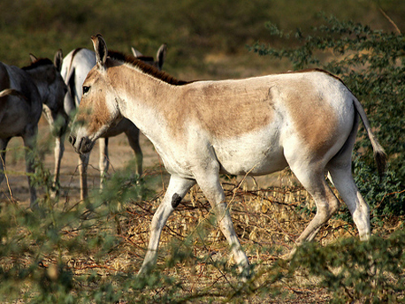 bissau-palace-jaipur